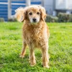 Choosing a Pet