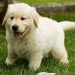 Can We Get Puppy, Can We, Please?