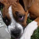 Exploring Dog Sports and Activities